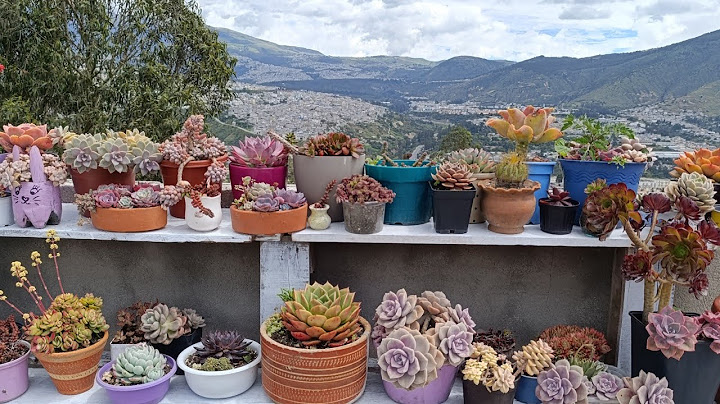 PLACING SUCCULENTS 😍🤩