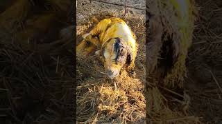 Brand new baby goat crying and being cleaned by its mom #baby #cute #babygoats #goat #new #short