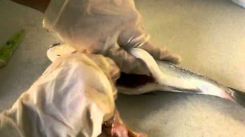 Proč je rybí maso zbytečné kazit?