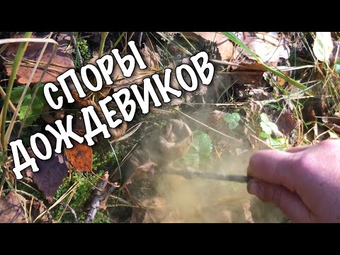 Сбиваю споры дождевиков