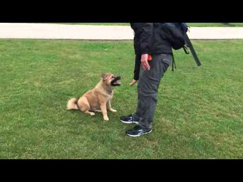 Marcus the Eurasier Dog | Doovi Marcus the Eurasier Dog | Doovi