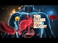 The Spleen: Your Body’s Secret Blood Filter That Saves Your Life Daily