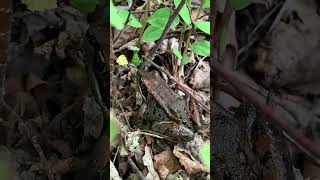 Celebrity This Frog Freezes Solid… Then Comes Back to Life! ❄️🐸#ecoflash Profile