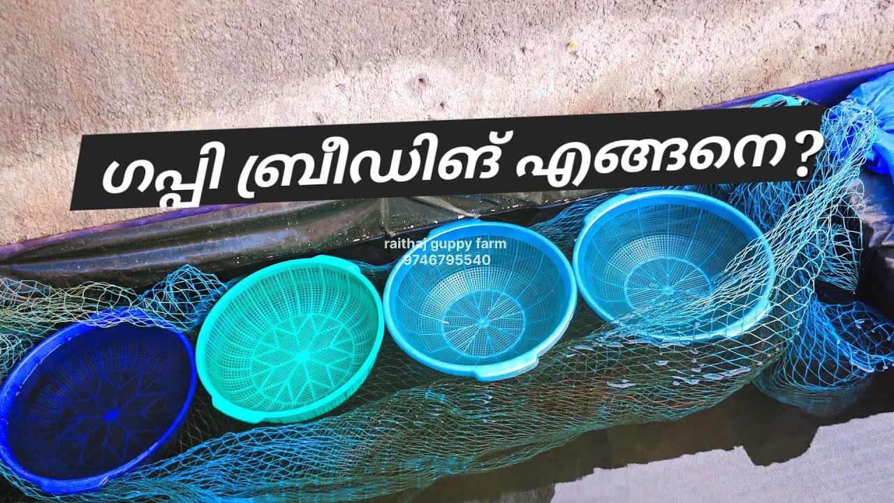 Guppy Fish Breeding Malayalam | ഗപ്പി കുട്ടികളെ എങ്ങനെയാണു  പിടിക്കുന്നത് 🐟🔥