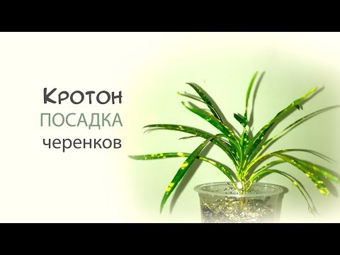 Кротон. Посадка черенков кротона.