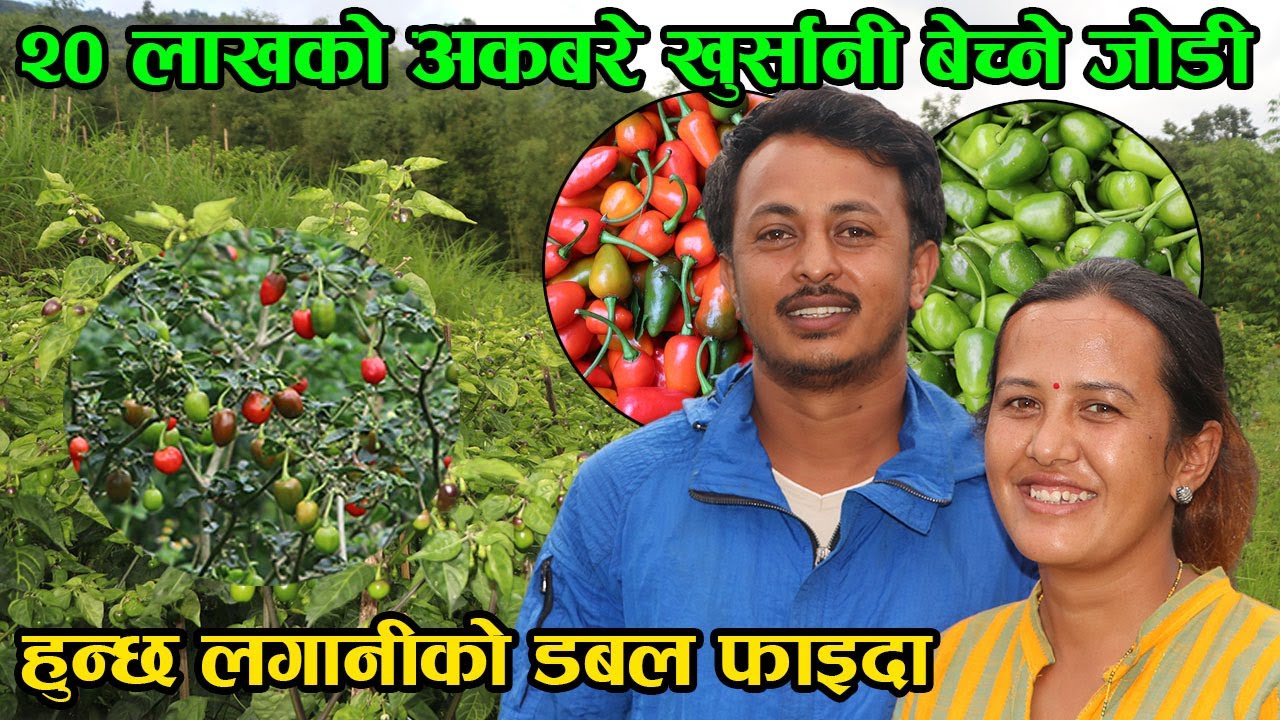 अकबरे खेती गर्दा यति धेरै फाइदा ! चिसो ठाउँमा कसरी गर्ने त अकबरे खुर्सानीको खेती ? │Nepal Chitra