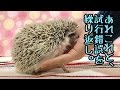 【えぶもふ】ハリネズミが慣れないという相談について