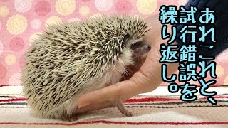 【えぶもふ】ハリネズミが慣れないという相談について