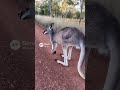 Dato curioso del canguro