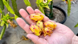 Why Dragon Fruit Buds Turn Yellow & Fall Off