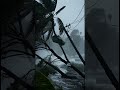 Storm
