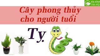 Cây phong thủy dành cho người tuổi Tỵ