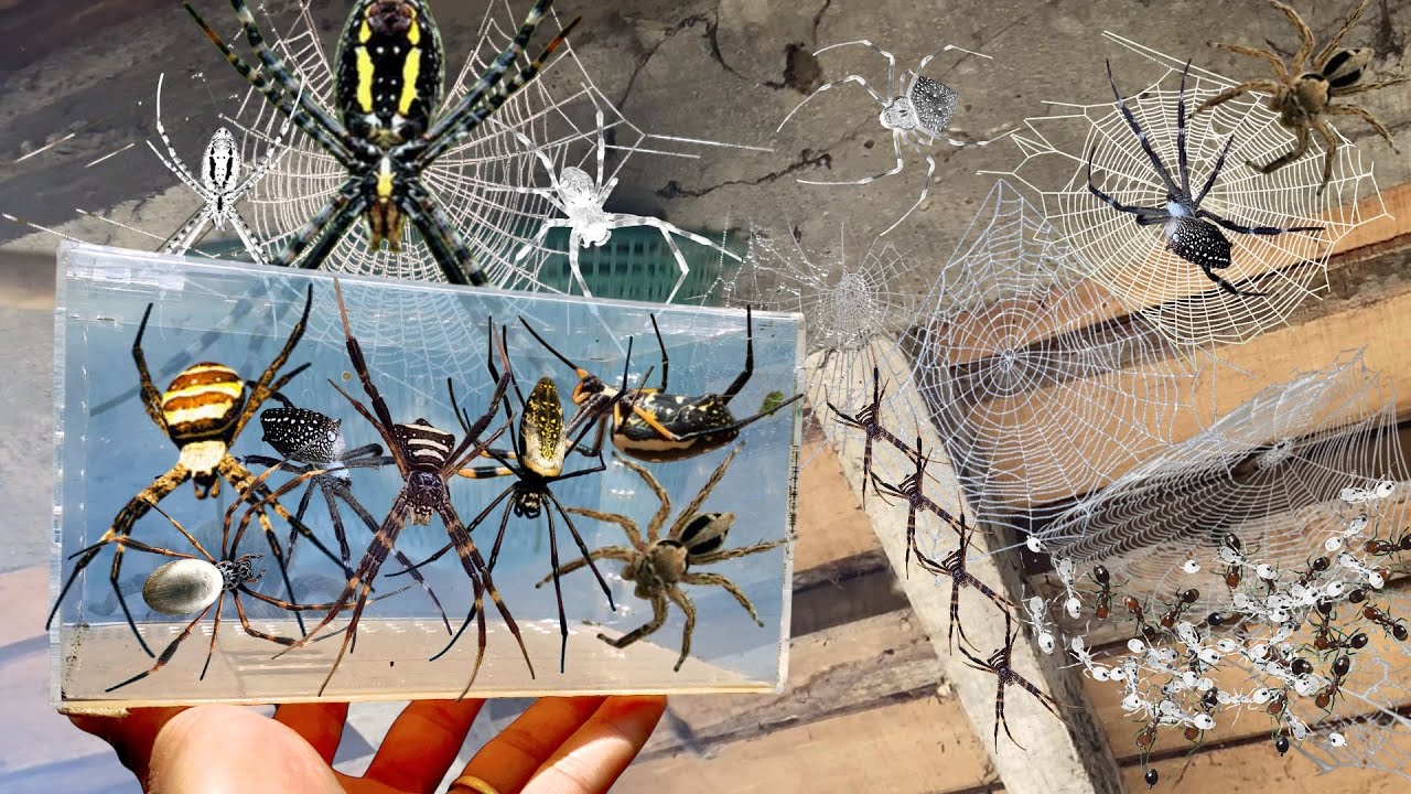 TOP Spiders Hunt in around us ‼️ Catch Giant Golden Spider, Venomus ...