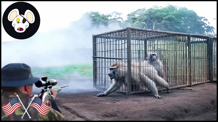 Why Do American Farmers Have To Deal With 3 Million Invasive Monkeys ? | Wild Boar Hunting