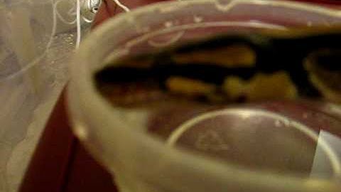 Ball Python Drinking and Borneo Short Tail Python Soaking