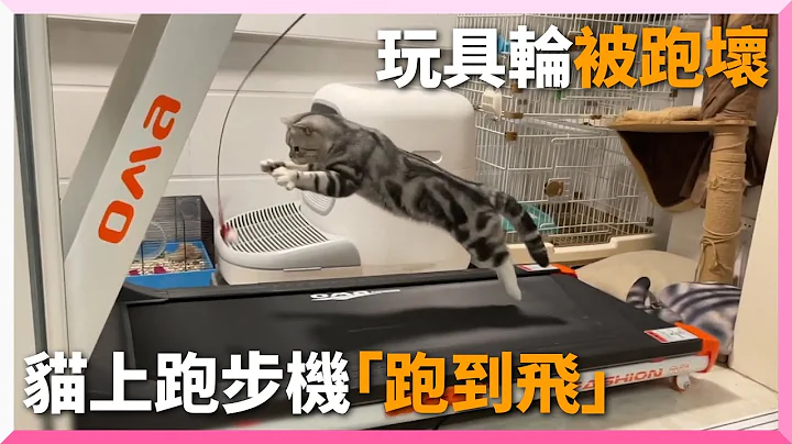 玩具轮跑坏...升级跑步机！猎豹猫轻松跟上「跑到飞」｜宠物｜猫咪｜奔跑｜运动 - 天天要闻