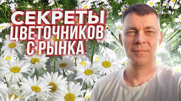 90% ДАЧНИКОВ НЕ ЗНАЮТ КАК УХАЖИВАТЬ ЗА САДОВОЙ РОМАШКОЙ, РАСКРЫВАЮ СЕКРЕТЫ ЦВЕТОЧНИКОВ С РЫНКА