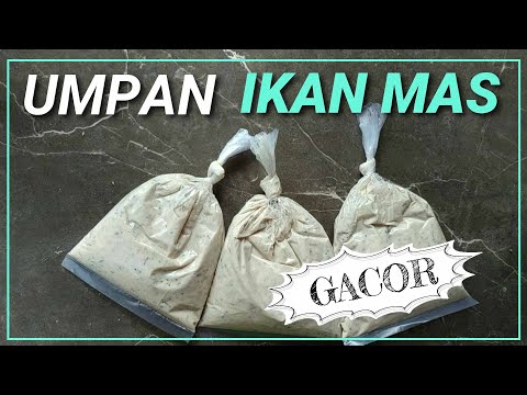 UMPAN IKAN MAS PALING GACOR