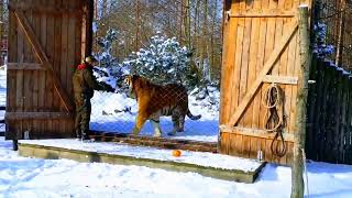 Amur tiger are LARGEST CAT?