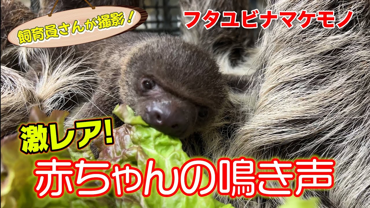激レア！ナマケモノの赤ちゃん爆誕で、かわいすぎる動画ができました