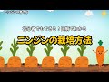初心者でもできる！人参の栽培方法|図解でわかる育て方