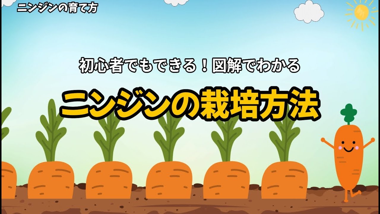 初心者でもできる！人参の栽培方法|図解でわかる育て方