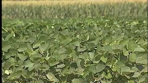 Scouting for Colapsis in a RIce Field