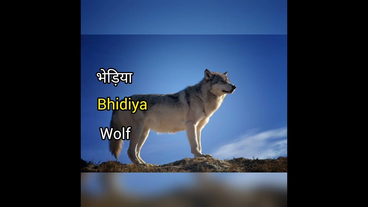 WOLF MEANING IN HINDI WITH PICTURE AND SOUND WOLF MATLAB KYA HAI wolf-meaning-in-hindi-with-picture-and-sound-wolf-matlab-kya-hai