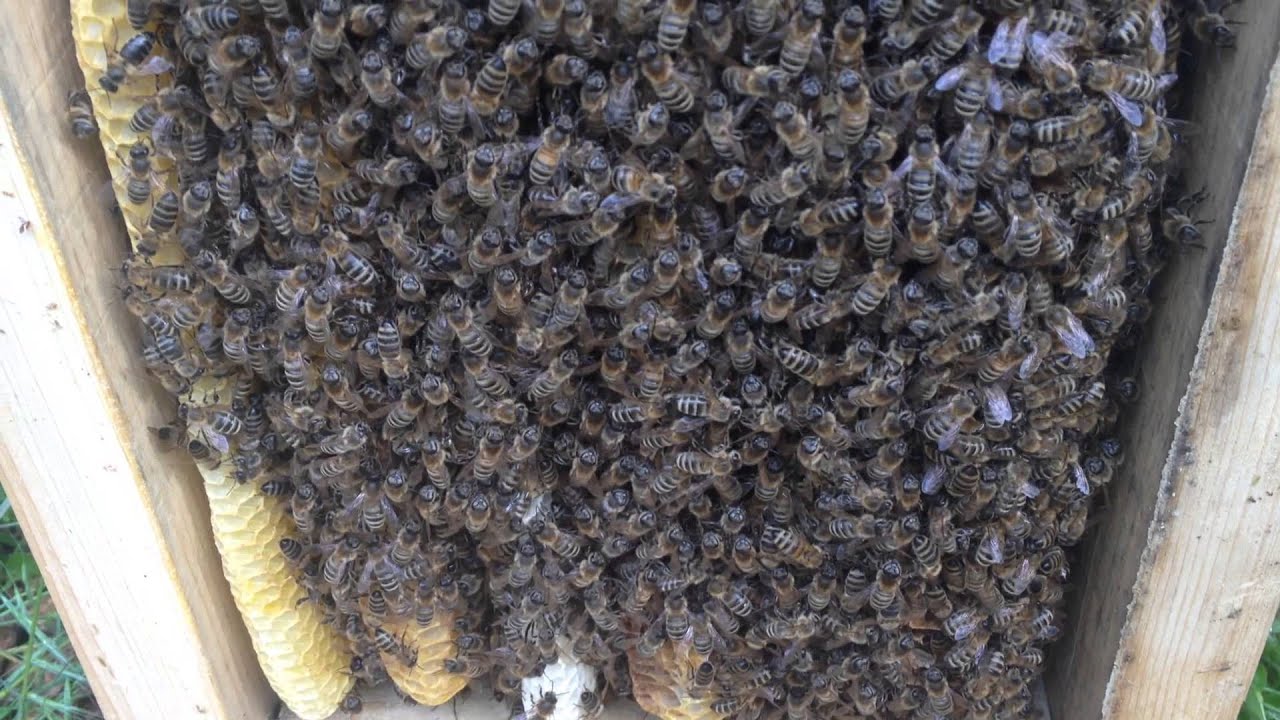 Bees in Packet - YouTube