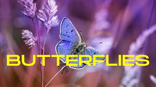 30 Minutes of Relaxing Butterflies Videos!