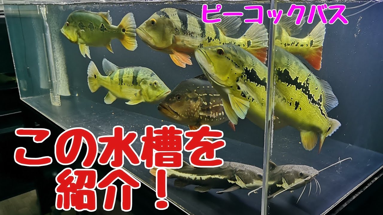 水中の花火たち キクラ水槽を紹介 大型水槽 ピーコックバス Youtube