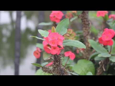 Sentimental Relaxing Music & Beautiful Nature Flower Background Video HD #17