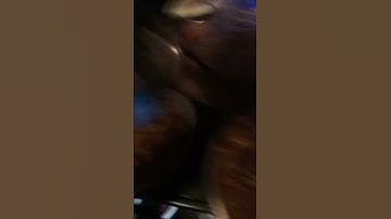 Old timer straw tek. Easy mushroom growing part 6