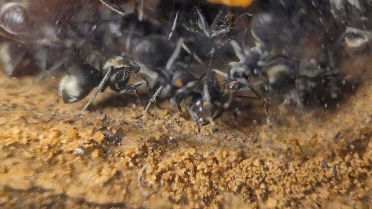 Polyrhachis illaudata worker-to-worker harassment