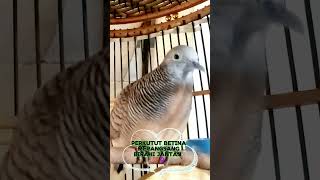 PERKUTUT BETINA MERANGSANG BIRAHI JANTAN🌡#merbukkocak #perkututlokalgacor #koyal #ketitir #zebradove