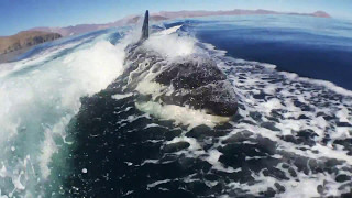 Orca chase in the Sea of Cortez...Bahia de los Angeles, Mexico