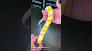 Look at this👀 #ballpython #reptiles #snake #pets #animals #shorts #viral #fyp #wildlife