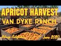 Blenheim apricot harvest june 2020 van dyke ranch gilroy ca