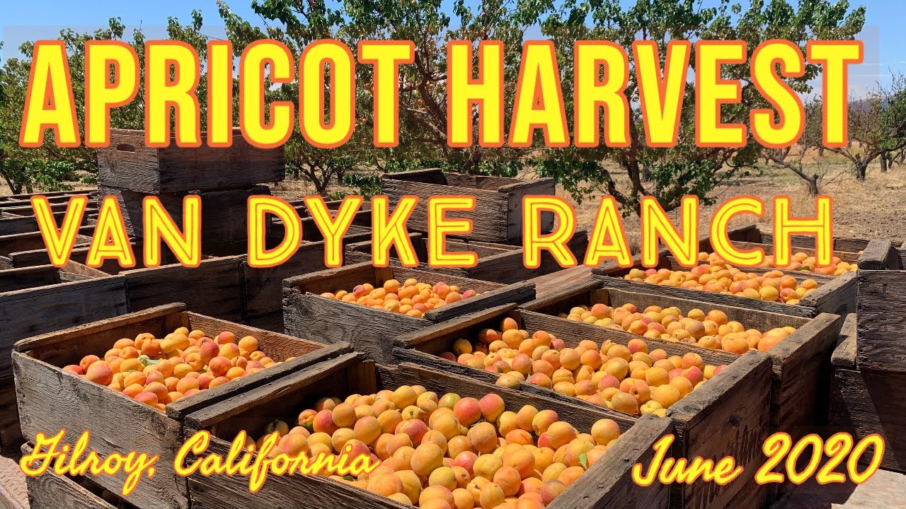Blenheim Apricot Harvest June 2020 Van Dyke Ranch, Gilroy, CA YouTube