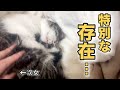 ツンデレ崩壊！次女の前ではデレデレになっちゃう猫