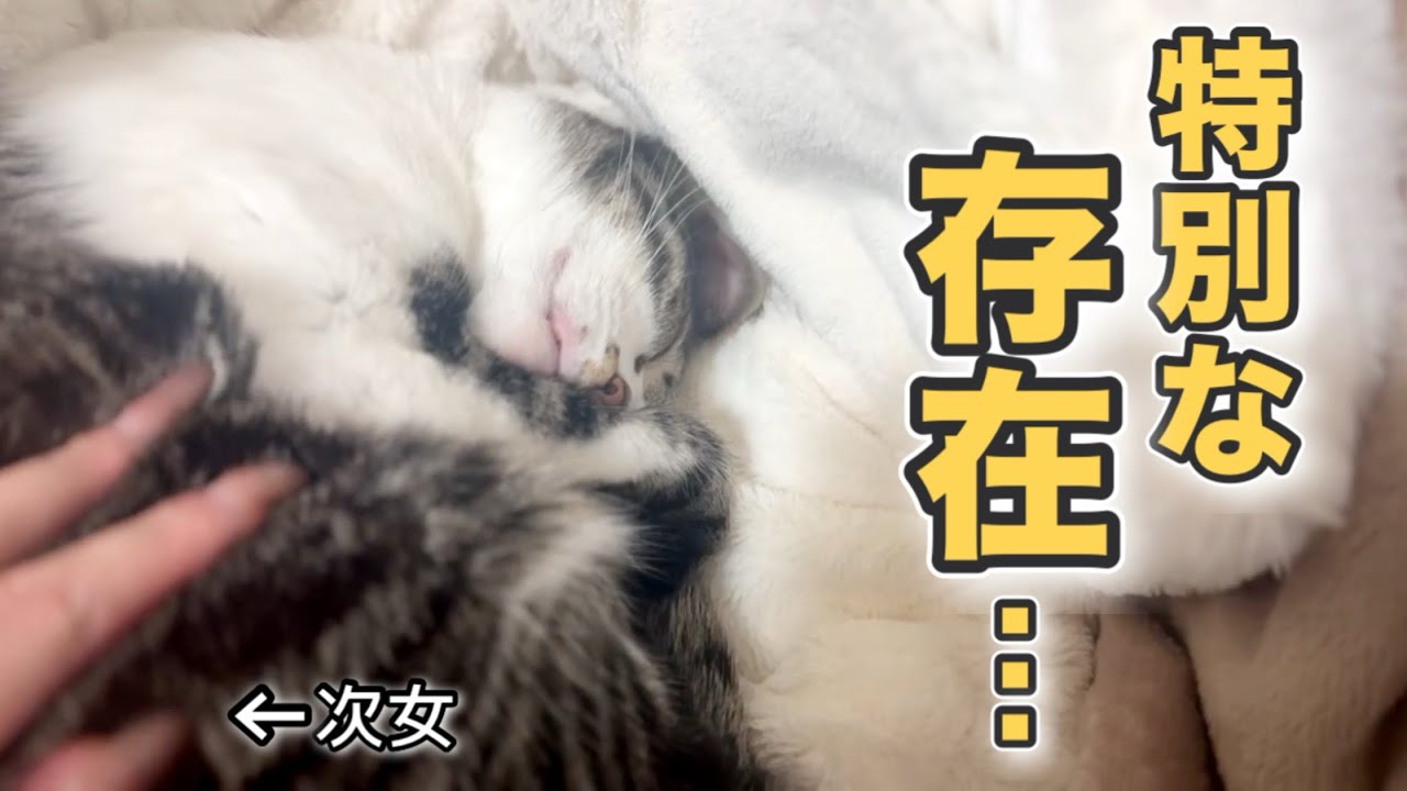 ツンデレ崩壊！次女の前ではデレデレになっちゃう猫