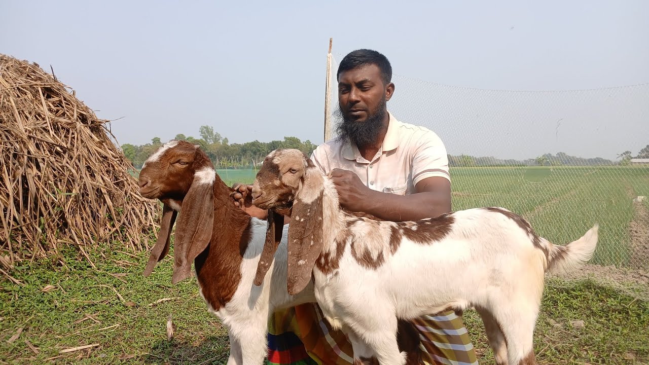 আজকে কেমন দামে ছাগল দিলো উজ্জ্বল ভাই  01877874208