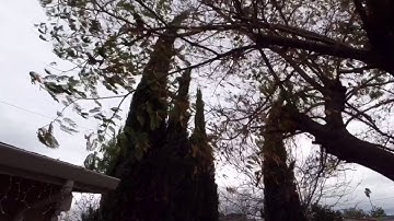 DJI Osmo Action HDR video and 4K/60 dewarp/rocksteady - windy day