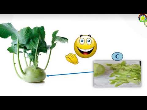 Tìm hiểu một số loại rau ăn củ
