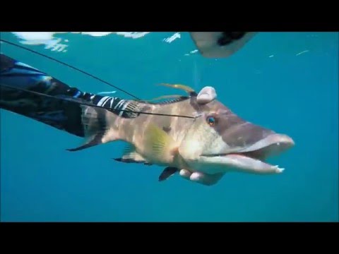 Florida Keys Spearfishing 5/12/16 Black Grouper 20lbs Stoned