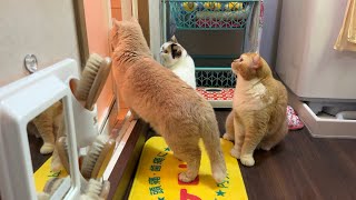 飼い主が好きすぎてお風呂に侵入しようとする猫