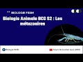 Biologie animale bcg s2  les mtazoaires