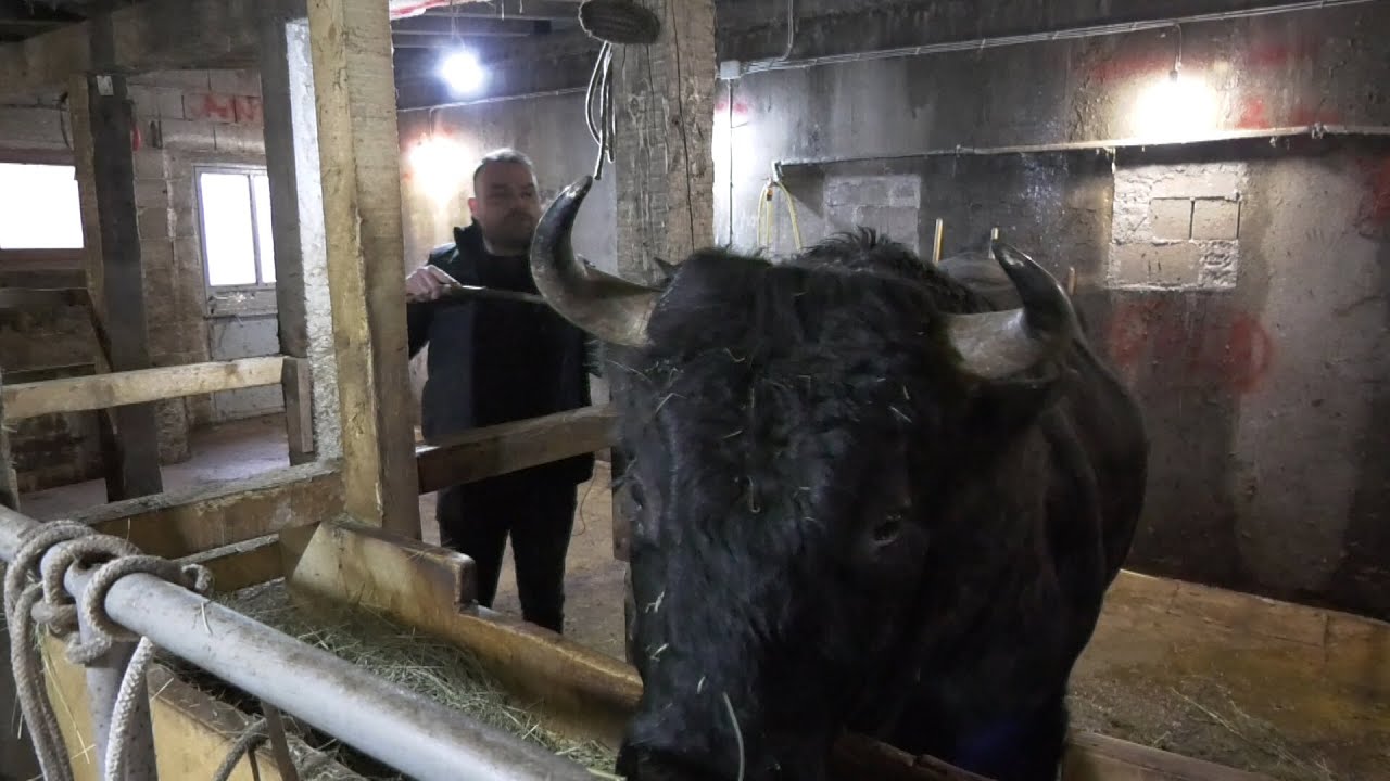 - BORONJA I MACAN, OPASAN PODMLADAK, NEPROCJENJIVE VRIJEDNOSTI  U ŠTALI BRAŠNAREVIĆA