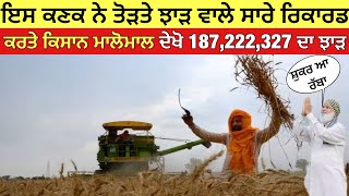 ਕਣਕ ਦ ਨਵ ਝੜ ਸਣ ਖਸ ਹ ਜਓਗ, ਕਣਕ ਦ ਇਸ ਪਰਣ ਕਸਮ ਨ ਦਤ ਰਕਰਡ ਤੜ ਝੜ Wheat Yield 2026