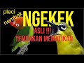 Materi Tembakan Pleci Mewah Ngekek Seperti Lovebird Juri Auto Nglirik Mp3 - Mp4 Download